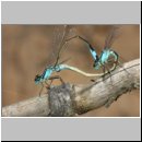 Ischnura elegans - Grosse Pechlibelle 13.jpg